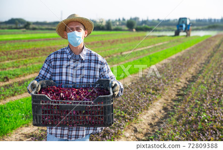 Farmworker in medical mask with box of red spinach on field Farmworker in medical mask with box of red spinach on field 72809388