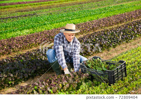 Farmer harvesting red leaf mustard on vegetable plantation Farmer harvesting red leaf mustard on vegetable plantation 72809404