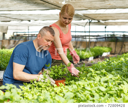 Man and woman gardeners working with peppermint seedlings Man and woman gardeners working with peppermint seedlings 72809428