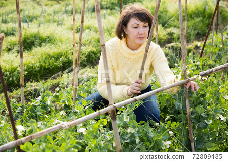 Woman checking green peas plants Woman checking green peas plants 72809485