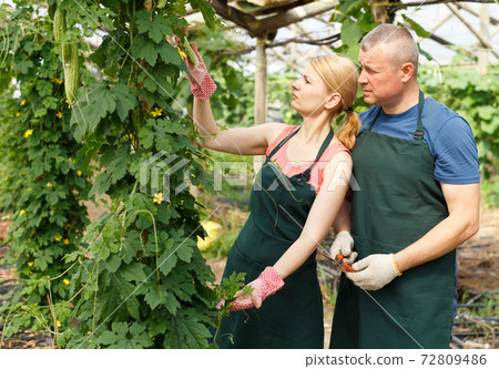 Man and woman gardeners with scissors arranging Momordica balsamina Man and woman gardeners with scissors arranging Momordica balsamina 72809486