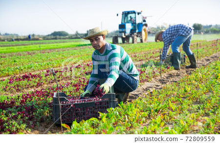 Male farmer picking red spinach on field 72809559