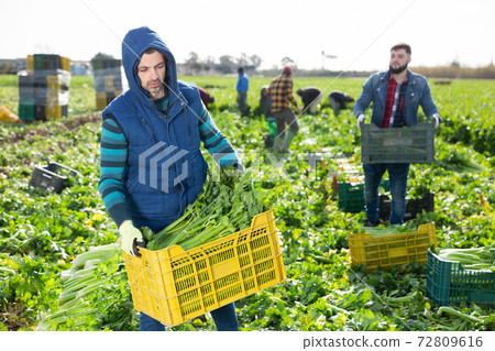Farm worker carrying crate with celery 72809616