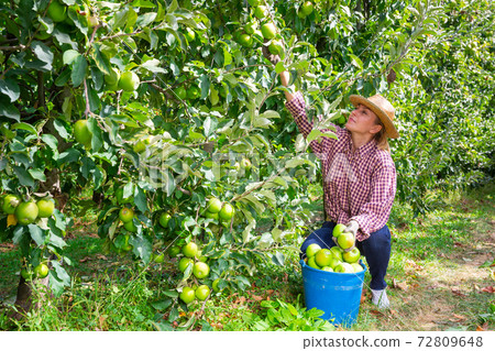 Positive woman harvesting ripe apples in his orchard on day 72809648