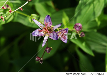 Hototogisu flower Hototogisu flower 72809661
