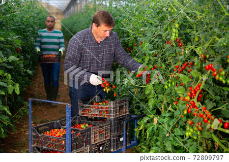 Multinational team of gardeners harvesting tomatoes in greenhouse Multinational team of gardeners harvesting tomatoes in greenhouse 72809797
