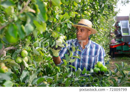 Male worker gathering ripe apples at orchard Male worker gathering ripe apples at orchard 72809799