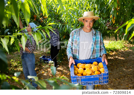 Portrait of smiling farmer with boxes of freshly harvested ripe peaches in garden Portrait of smiling farmer with boxes of freshly harvested ripe peaches in garden 72809814