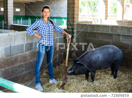 Woman working in stall with pig Woman working in stall with pig 72809859