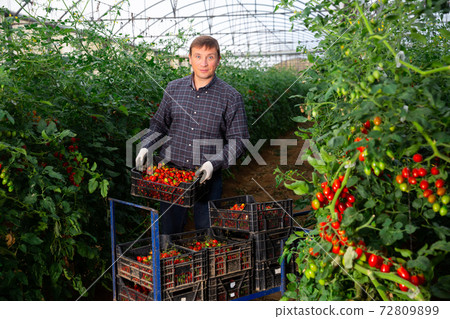 Male farmer harvesting ripe tomatoes in greenhouse 72809899