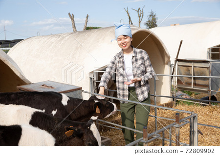 Female employee taking care of cows herd in farm Female employee taking care of cows herd in farm 72809902