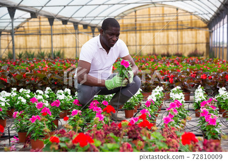 African american farmer checking potted pink periwinkles in greenhouse African american farmer checking potted pink periwinkles in greenhouse 72810009