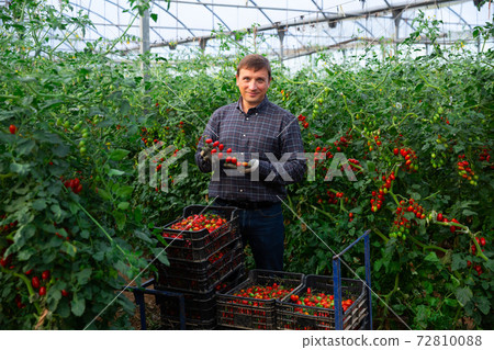 Cheerful farmer showing harvest of tomatoes in greenhouse 72810088