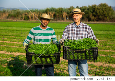 Two farm workers with boxes of harvested arugula on field 72810138