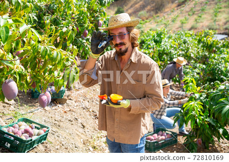 Farmer measures the sugar content of mango with refractometer 72810169