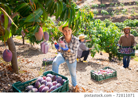 Young woman harvesting ripe mangoes in fruit garden Young woman harvesting ripe mangoes in fruit garden 72811071