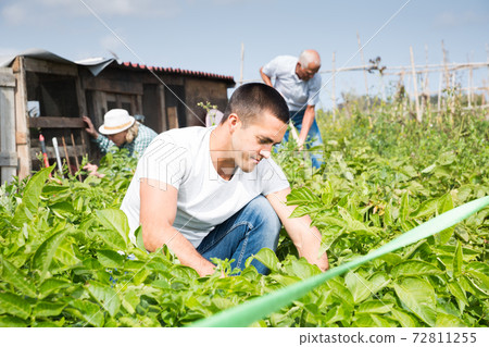 Adult son, along with his parents, weeds potatoes on the field Adult son, along with his parents, weeds potatoes on the field 72811255