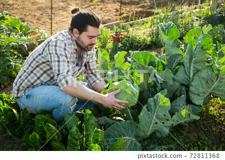 Farmer harvesting cabbage at plantation 72811368