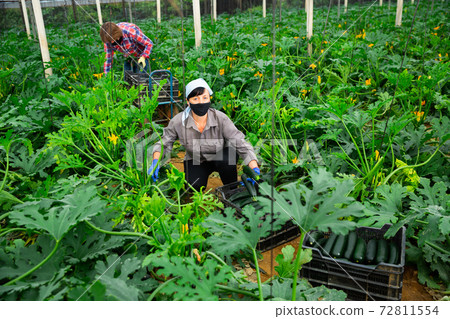 Woman in protective mask harvesting ripe zucchini in the greenhouse 72811554