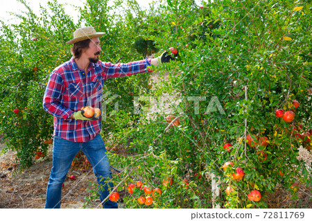 Farmer harvesting ripe pomegranates from trees in garden Farmer harvesting ripe pomegranates from trees in garden 72811769