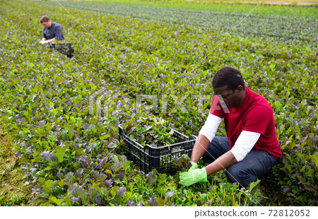Male workers harvesting mustard leaf on the field 72812052