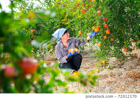 Positive woman orchard owner collects pomegranates 72812170