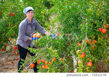 Harvesting pomegranates in the garden - woman picks ripe pomegranates from tree Harvesting pomegranates in the garden - woman picks ripe pomegranates from tree 72812276