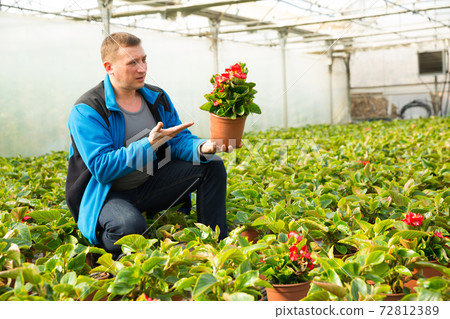Florist examining begonia seedlings Florist examining begonia seedlings 72812389