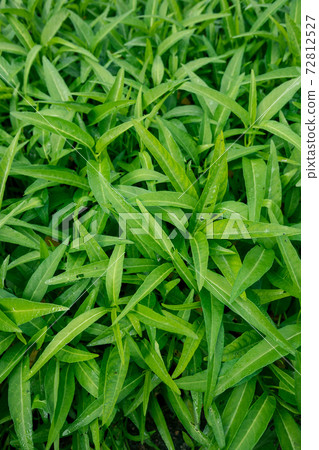 Green water spinach plants in growth at vegetable garden, vegetable in southeast asia and China Green water spinach plants in growth at vegetable garden, vegetable in southeast asia and China 72812527