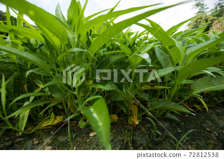 Green water spinach plants in growth at vegetable garden, vegetable in southeast asia and China Green water spinach plants in growth at vegetable garden, vegetable in southeast asia and China 72812538