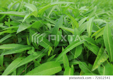 Green water spinach plants in growth at vegetable garden, vegetable in southeast asia and China Green water spinach plants in growth at vegetable garden, vegetable in southeast asia and China 72812541