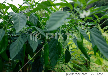 Green chilli pepper plants in growth at vegetable garden Green chilli pepper plants in growth at vegetable garden 72812546