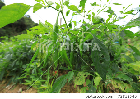 Green chilli pepper plants in growth at vegetable garden Green chilli pepper plants in growth at vegetable garden 72812549