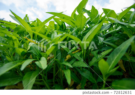 Green water spinach plants in growth at vegetable garden, vegetable in southeast asia and China Green water spinach plants in growth at vegetable garden, vegetable in southeast asia and China 72812631