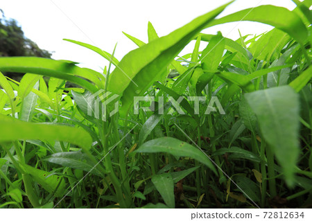 Green water spinach plants in growth at vegetable garden, vegetable in southeast asia and China Green water spinach plants in growth at vegetable garden, vegetable in southeast asia and China 72812634
