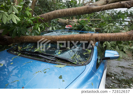 Broken tree fallen on top of parking car 72812637