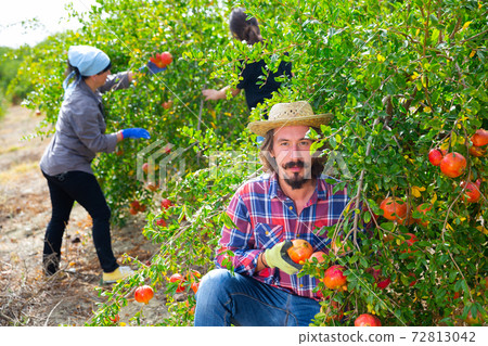Young farmer harvesting ripe pomegranates in fruit garden 72813042