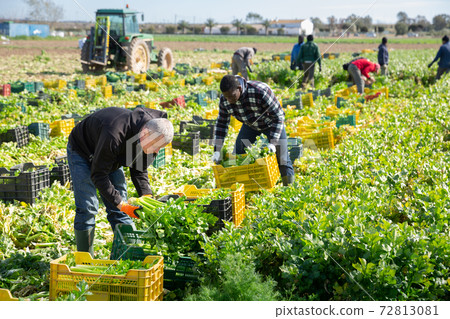 Farmer putting harvested celery in boxes Farmer putting harvested celery in boxes 72813081