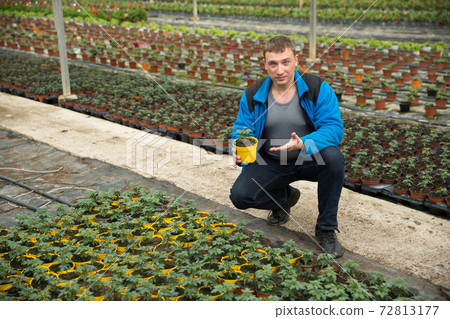 Man taking care of tomato seedlings Man taking care of tomato seedlings 72813177
