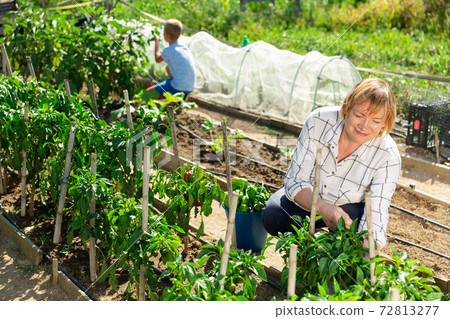 Grandmother and grandson harvesting bell peppers on plantation 72813277
