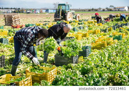 African american farm worker arranging crop of celery in boxes 72813461