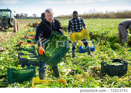Men professional gardeners during harvesting of celery Men professional gardeners during harvesting of celery 72813741