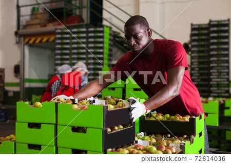 Afro workman carrying box with harvested pears Afro workman carrying box with harvested pears 72814036