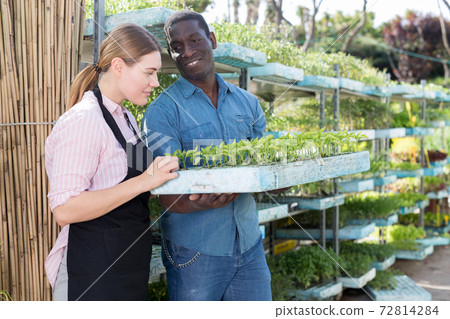 Growers checking seedlings Growers checking seedlings 72814284