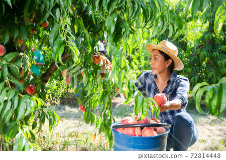 Latina working in farm orchard during peaches harvest Latina working in farm orchard during peaches harvest 72814448
