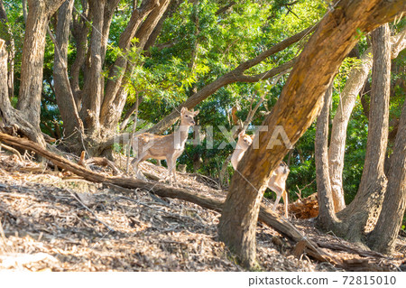 [Wakayama Prefecture] Tomogashima Wild Deer 72815010