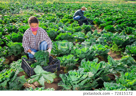 Female farmer in protective mask puts cabbage in plastic box for sale in market Female farmer in protective mask puts cabbage in plastic box for sale in market 72815172