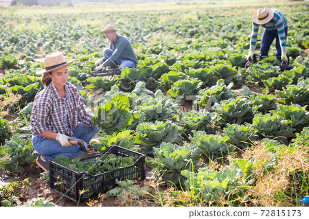 Focused woman harvesting savoy cabbage on farm field Focused woman harvesting savoy cabbage on farm field 72815173