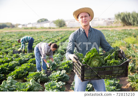 Male farmer harvesting savoy cabbage on farm Male farmer harvesting savoy cabbage on farm 72815210