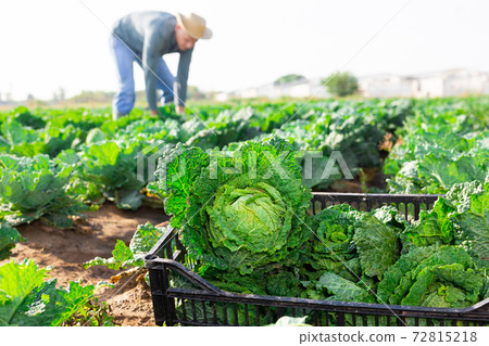 Boxes with cabbage on the farm field 72815218